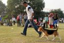 Ludhiana Dog Show 2012 | beagle,sw-66,