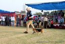Ludhiana Dog Show 2012 | beagle,ex-98,sw-66,