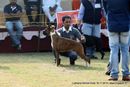 Ludhiana Dog Show 2012 | boxer,sw-66,