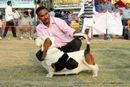 Ludhiana Dog Show 2012 | basset hound,sw-66,