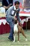 Ludhiana Dog Show 2012 | boxer,ex-171,sw-66,