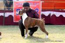Ludhiana Dog Show 2012 | boxer,sw-66,