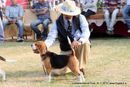 Ludhiana Dog Show 2012 | beagle,ex-98,sw-66,