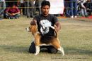 Ludhiana Dog Show 2012 | beagle,sw-66,