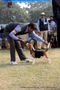 Ludhiana Dog Show 2012 | beagle,ex-97,sw-66,