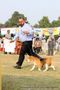 Ludhiana Dog Show 2012 | beagle,ex-100,sw-66,