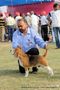 Ludhiana Dog Show 2012 | beagle,ex-100,sw-66,