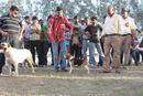 Meerut Dog Show | Beagle,