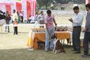 Meerut Dog Show | Boxer,