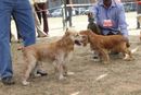 Meerut Dog Show | cocker spaniel,