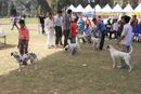 Meerut Dog Show | Dalmatian,