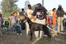 Meerut Dog Show | Doberman,