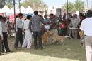 Meerut Dog Show | Golden Retriever,