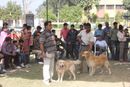 Meerut Dog Show | Golden Retriever,