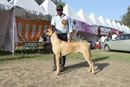 Meerut Dog Show | Great Dane,