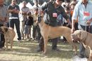 Meerut Dog Show | Great Dane,