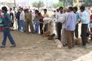 Meerut Dog Show | cocker spaniel,