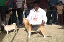Meerut Dog Show | Beagle,