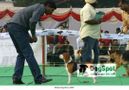Mohali Dog Show | Beagle