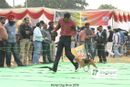 Mohali Dog Show | Beagle
