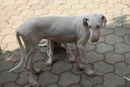 MUDHOL HOUND PUPPIES | mudhol hound puppies