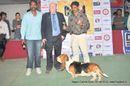 Nagpur Dog Show | basset hound,