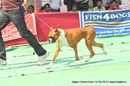 Nagpur Dog Show | boxer,