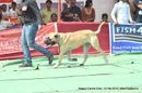 Nagpur Dog Show | bull mastiff,