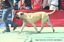 Nagpur Dog Show | bull mastiff,