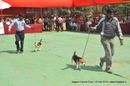 Nagpur Dog Show | beagle,