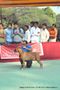 Nagpur Dog Show | boxer,