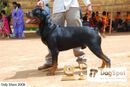 OOty Dog Show 2009 | rottweiler,