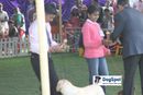 Ooty Dog Show 2010 | sw-18, child handler,