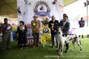 Ooty Specialities & All Breed Dog Show | line-up great dane speciality,