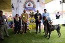 Ooty Specialities & All Breed Dog Show | line-up great dane speciality,