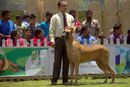 Ooty Specialities & All Breed Dog Show | great dane,great dane speciality,