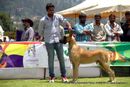 Ooty Specialities & All Breed Dog Show | great dane,great dane speciality,