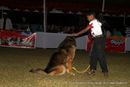 Orissa Dog Show 2013 | child handler,sw-104,