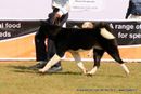 Orissa Dog Show | akita,sw-68,