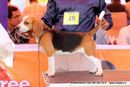 Orissa Dog Show | beagle,ex-48,sw-68,