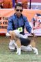 Orissa Dog Show | beagle,ex-48,sw-68,