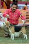 Orissa Dog Show | beagle,ex-55,sw-68,