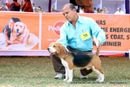 Orissa Dog Show | beagle,ex-38,sw-68,