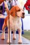 Orissa Dog Show | beagle,ex-43,sw-68,
