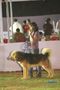 Orissa Kennel Club 2010 | child handler,sw-10,