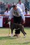 Patiala Dog Show 2013 | boxer,ex-118,sw-80,