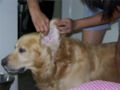 PetSpot Services: Ear cleaning | 