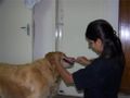PetSpot Services: Teeth cleaning | 
