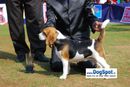 Pune 2010 | Beagle,