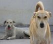 Rescued Dogs | 